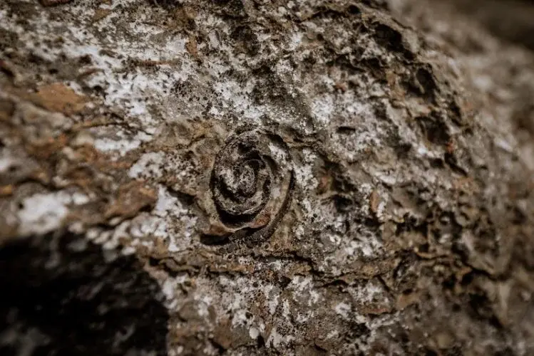 Pulau Anak Tikus Fossils - Geosite in Langkawi