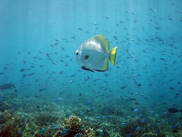 Pulau Segantang photo 2